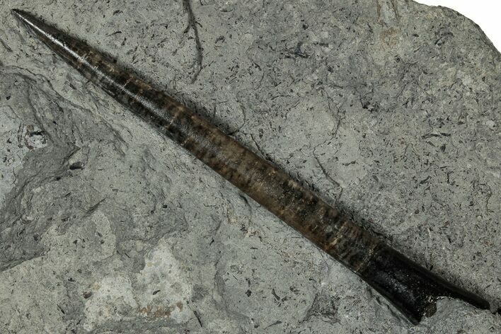 Fossil Belemnite (Acrocoelites) Rostrum - Germany #335229